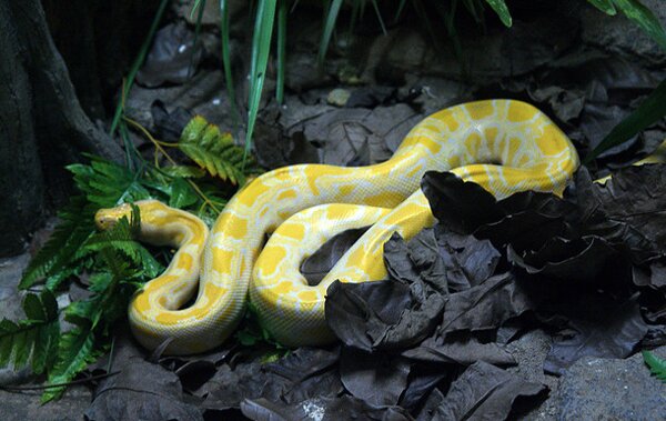 Krajta tmavá albín