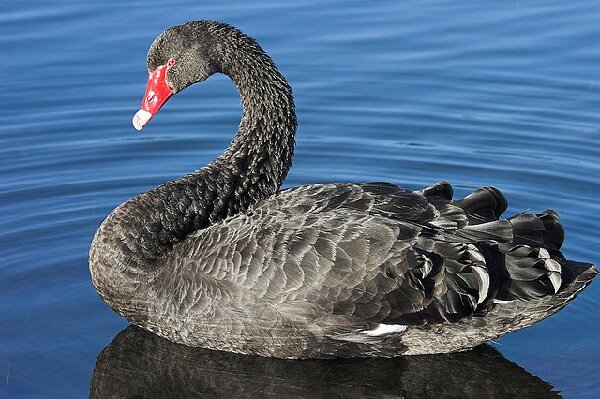 Labuť černá ve vodě