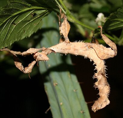 Palupenitka australská na listě
